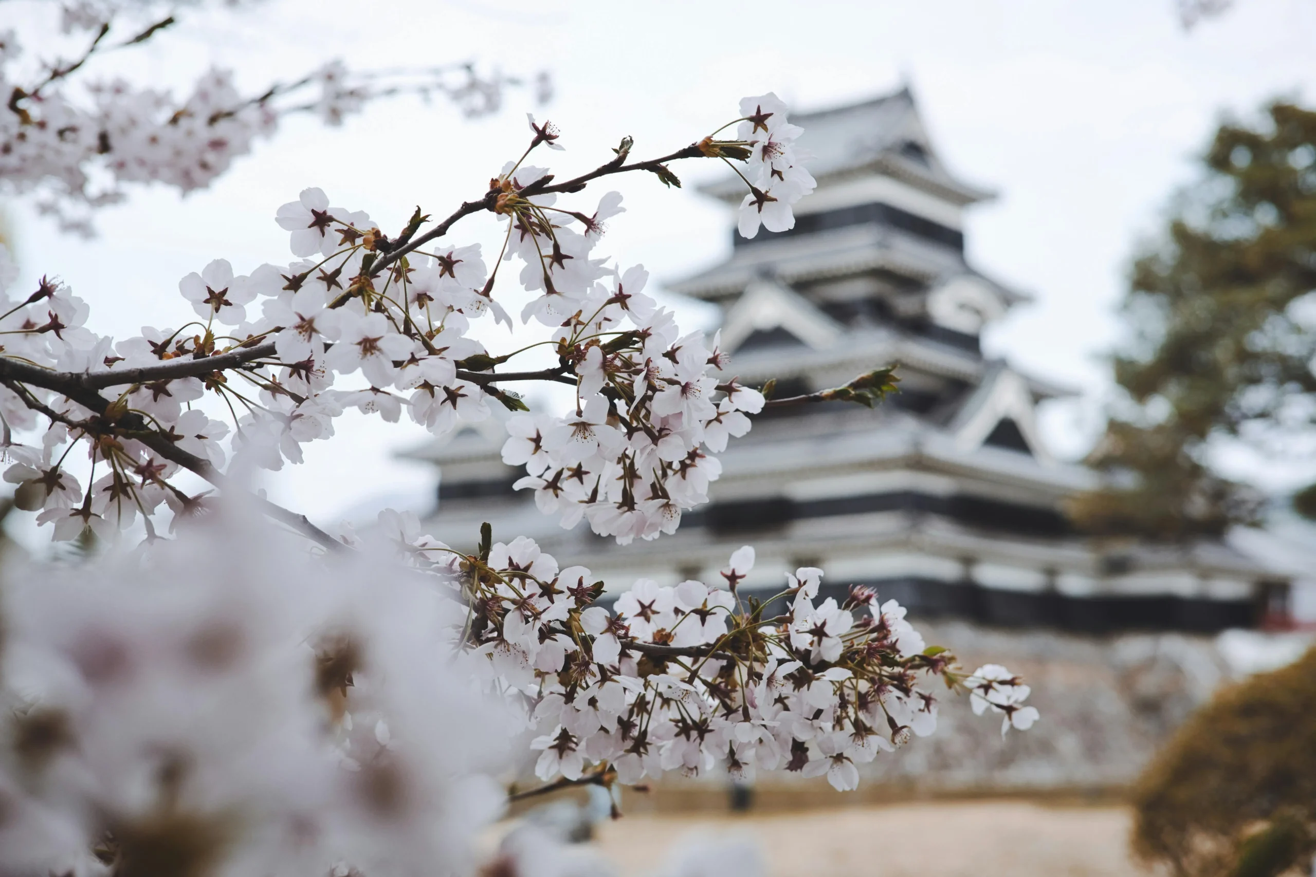 Planning LAX to Tokyo? Nonstop flights take 11-12 hours to NRT or HND. Get real tips on timing, airlines, and surviving the journey. Discover your Japan gateway.